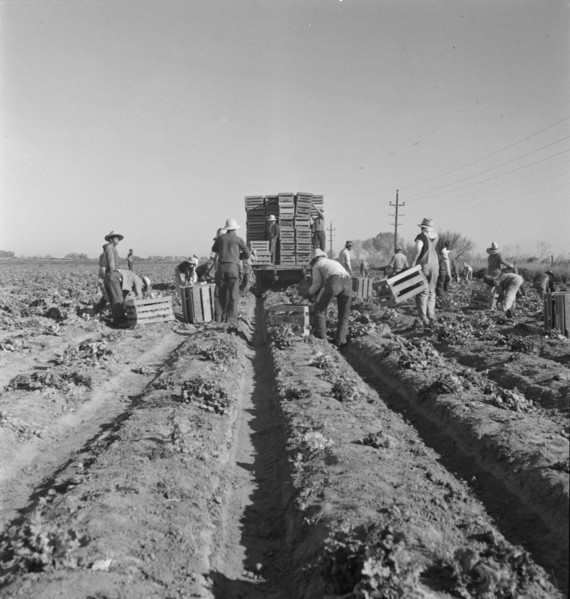 Filipino crew of fifty-five boys cutting and loading lettuce, Imperial Valley, California, 1937. Creator: Dorothea Lange.