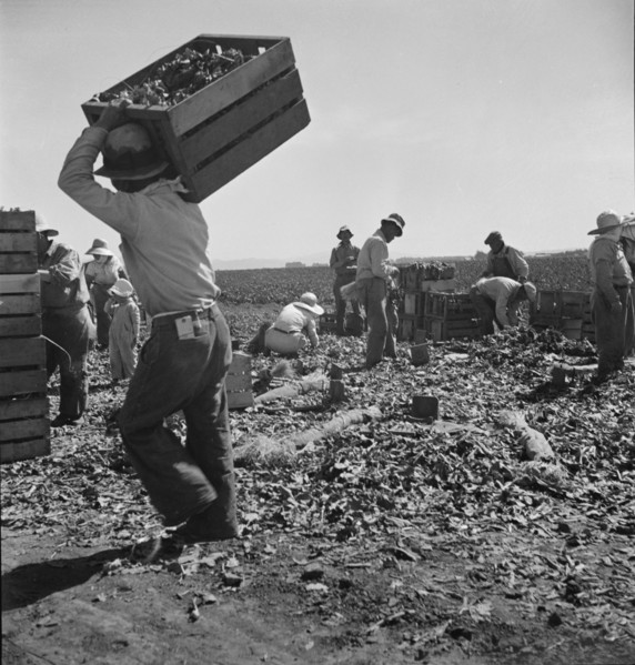 Carrot pullers from Texas, Oklahoma, Arkansas, Missouri and Mexico in Coachella Valley, CA, 1937. Creator: Dorothea Lange.