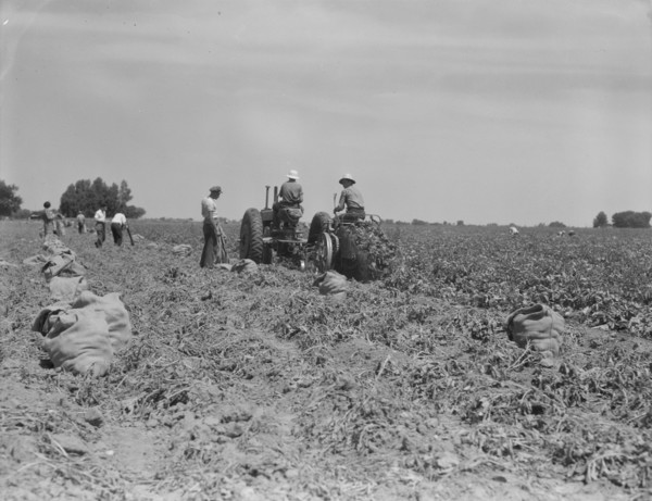 Mechanical potato digger in the field, Shafter, California, 1937. Creator: Dorothea Lange.