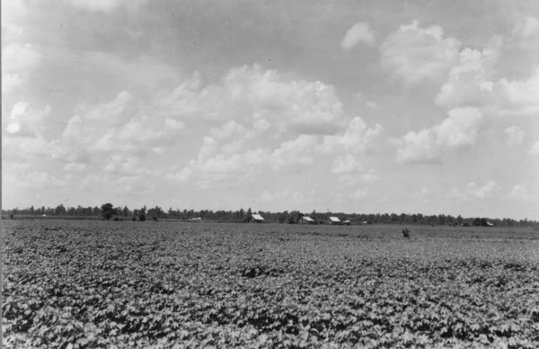 The Delta landscape is dotted with cotton cabins..., Washington County, Mississippi, 1937. Creator: Dorothea Lange.