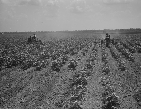 Tractors cultivating cotton, Aldridge Plantation, near Leland, Mississippi, 1937. Creator: Dorothea Lange.