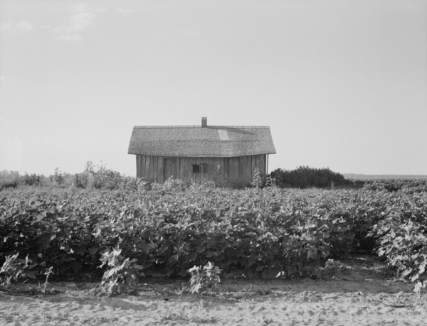 Cotton is planted close to the abandoned cabins, Aldridge Plantation, Mississippi, 1937. Creator: Dorothea Lange.