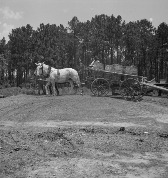 Hauling turpentine gum from the woods to the still near Homerville, Georgia, 1937. Creator: Dorothea Lange.