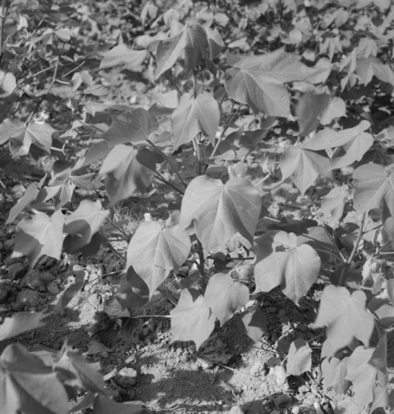 Cotton, Georgia, 1937. Creator: Dorothea Lange.