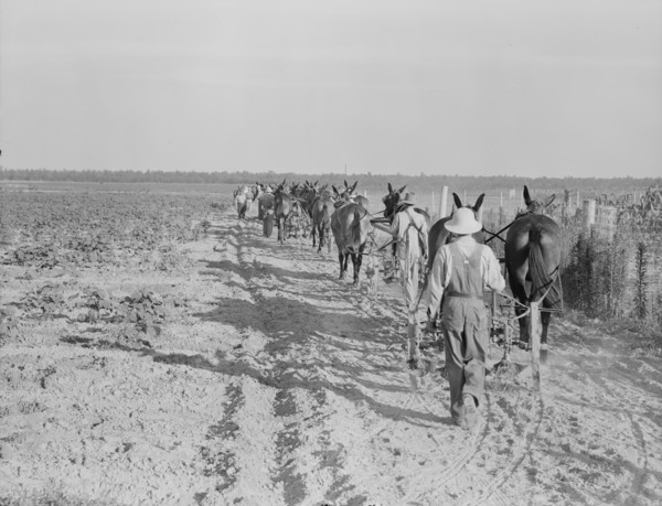 Farmers with mule teams and cultivators, Lake Dick project, Arkansas, 1938. Creator: Dorothea Lange.