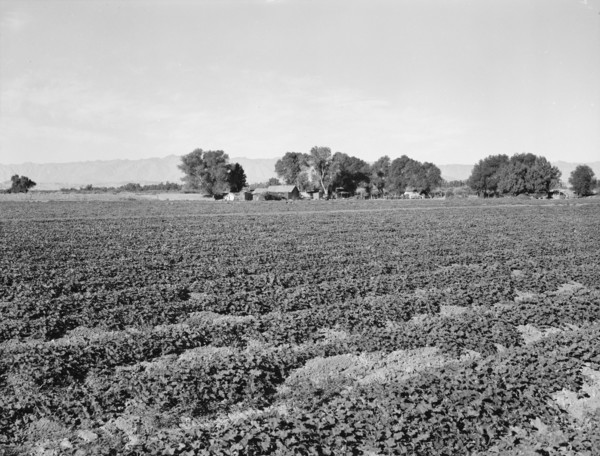 Cantaloupe field and ranch house, Imperial Valley, California, 1938. Creator: Dorothea Lange.