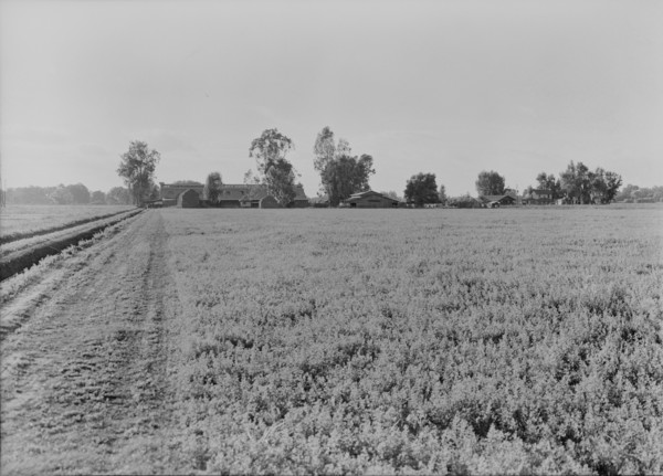 Barns of the old Mineral King Ranch seen across alfalfa field, Tulare County, California, 1938. Creator: Dorothea Lange.