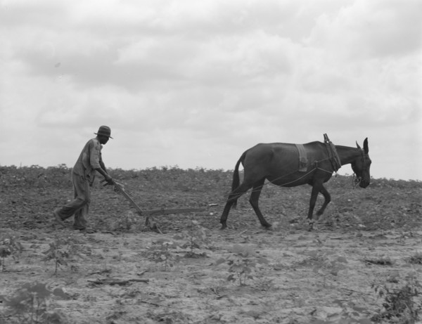The cotton sharecropper's unit, Greene County, Georgia, 1937. Creator: Dorothea Lange.
