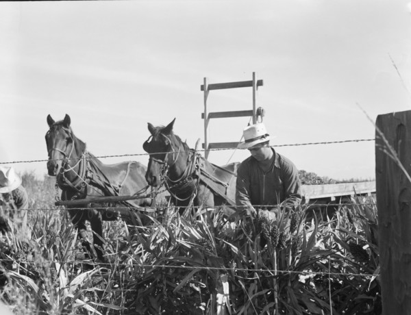 Harvesting milo maize, Tulare County, California, 1938. Creator: Dorothea Lange.