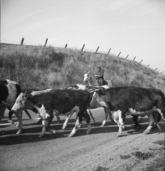 Bringing cattle in from the range, Contra Costa County, California, 1938. Creator: Dorothea Lange.