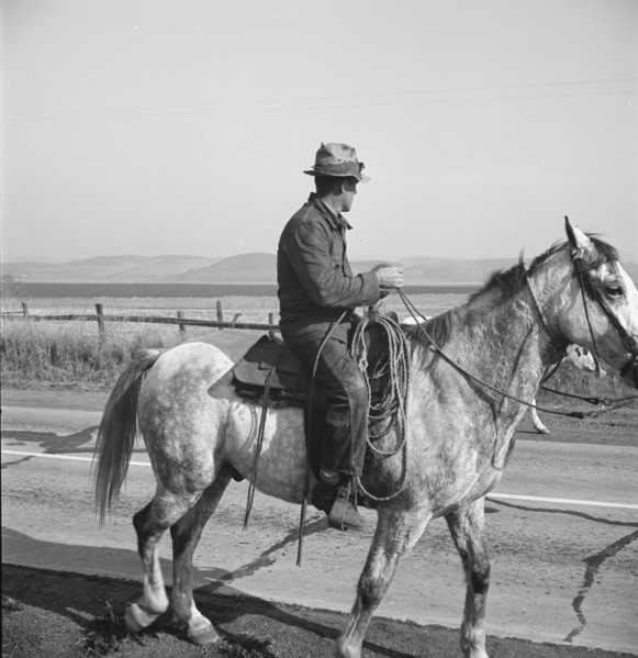 Cowboy coming in from the hills, San Luis Obispo County, California, 1938. Creator: Dorothea Lange.