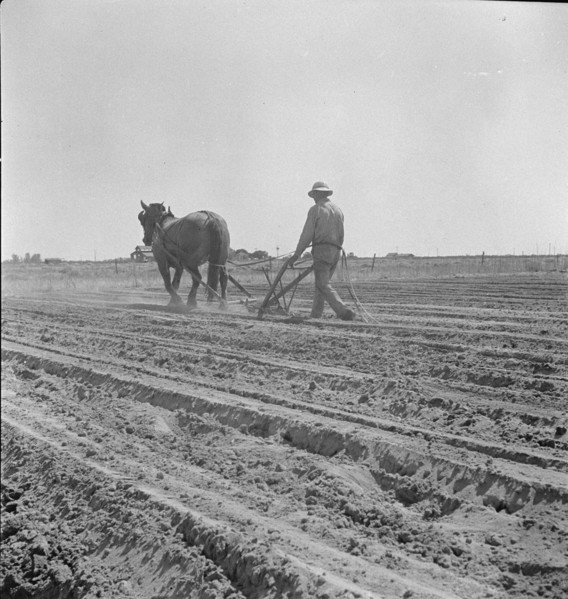Between Laton and Fowler, central San Joaquin Valley, California, 1938. Creator: Dorothea Lange.