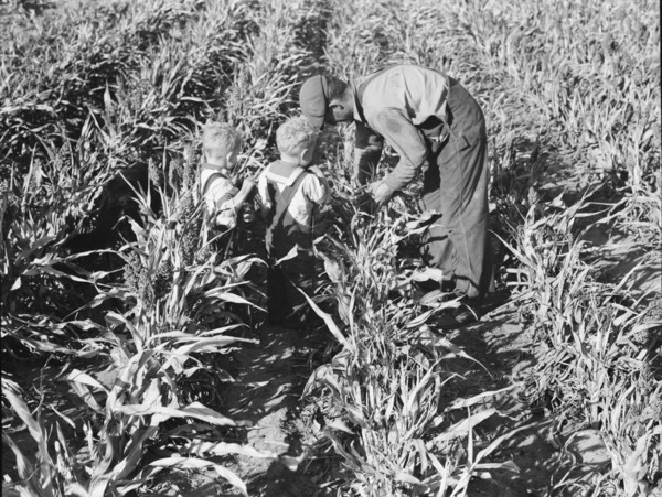 Formerly rehabilitation client harvesting milo maize, Near Manteca, California, 1938. Creator: Dorothea Lange.