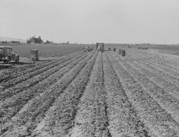 Filipino gang of spinach harvesters, near Santa Maria, California, 1939. Creator: Dorothea Lange.