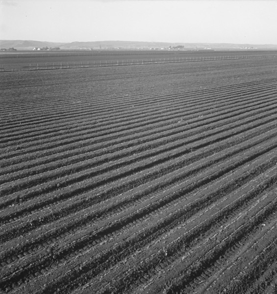 Large scale, commercial agriculture, Salinas Valley, California , 1939. Creator: Dorothea Lange.