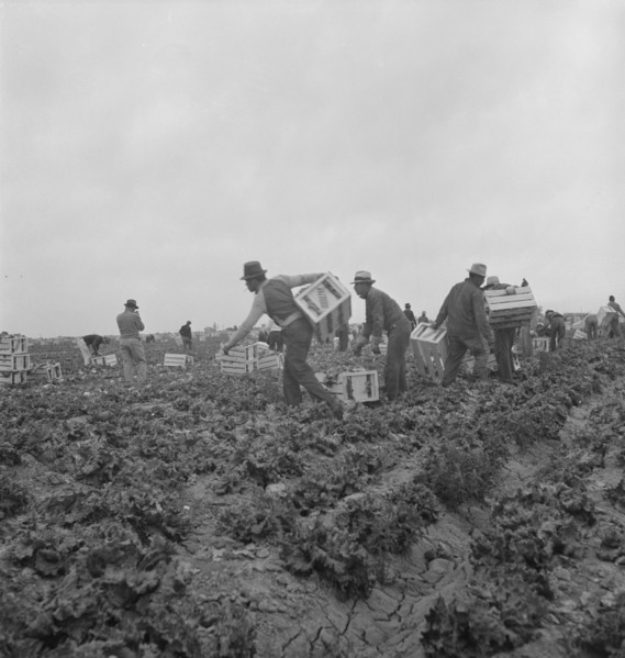 Filipinos waiting for the signal... cutting lettuce, near Westmorland, Imperial Valley, CA, 1939. Creator: Dorothea Lange.