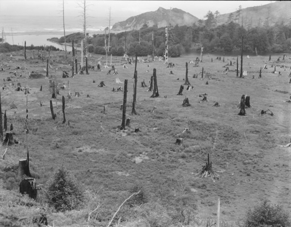 Cut-over land, part of stump ranch, California, Orick, Humboldt County, 1939. Creator: Dorothea Lange.