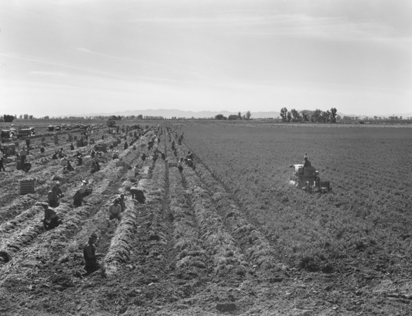Large scale agriculture, near Meloland, Imperial Valley, 1939. Creator: Dorothea Lange.