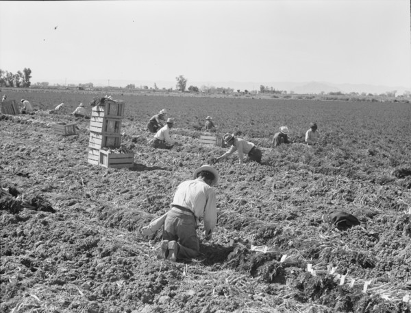 Large scale agriculture, near Meloland, Imperial Valley, 1939. Creator: Dorothea Lange.