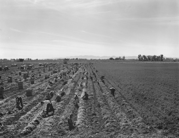 Large-scale agricultural gang labor, near Meloland, Imperial Valley, 1939. Creator: Dorothea Lange.