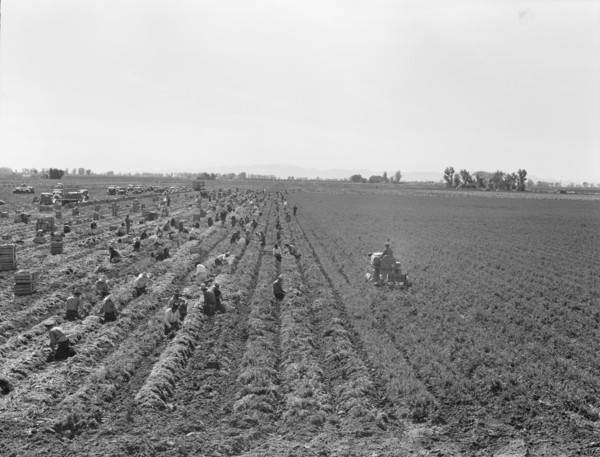 Large scale agriculture, near Meloland, Imperial Valley, 1939. Creator: Dorothea Lange.