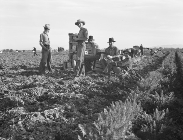 Large-scale agricultural gang labor, Mexicans and..., near Meloland, Imperial Valley, 1939 Creator: Dorothea Lange.
