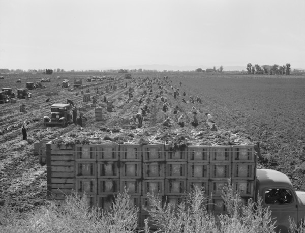 Large scale agriculture, near Meloland, Imperial Valley, 1939. Creator: Dorothea Lange.