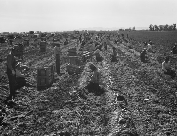 Large scale agriculture, near Meloland, Imperial Valley, 1939. Creator: Dorothea Lange.