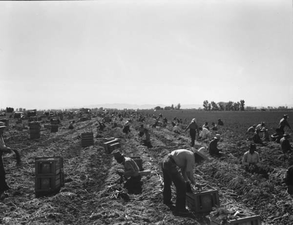 Large scale agriculture, near Meloland, Imperial Valley, 1939. Creator: Dorothea Lange.