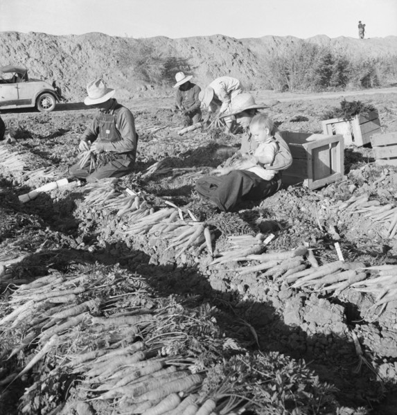 Large scale agriculture, near Meloland, Imperial Valley, 1939. Creator: Dorothea Lange.