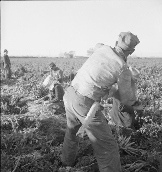 Large scale agriculture, near Meloland, Imperial Valley, 1939. Creator: Dorothea Lange.