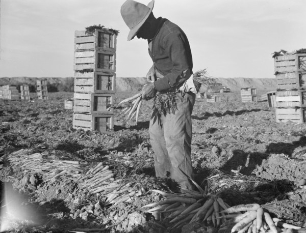 Large scale agriculture, near Meloland, Imperial Valley, 1939. Creator: Dorothea Lange.