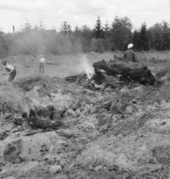Possibly: After bulldozer has taken out and piled the heavy..., Michigan Hill, Thurston County, 1939 Creator: Dorothea Lange.