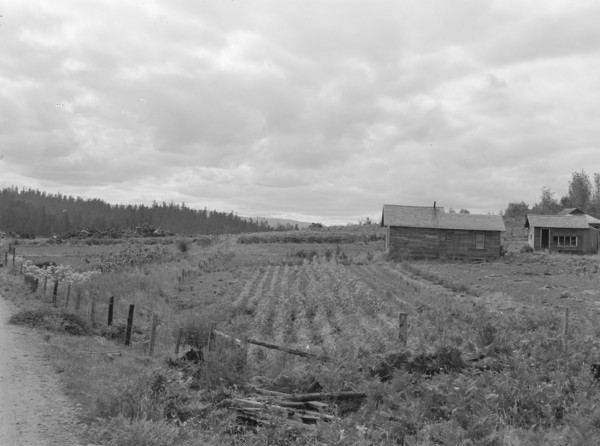 Stump farm seen from the road, Michigan Hill, Thurston County, 1939. Creator: Dorothea Lange.