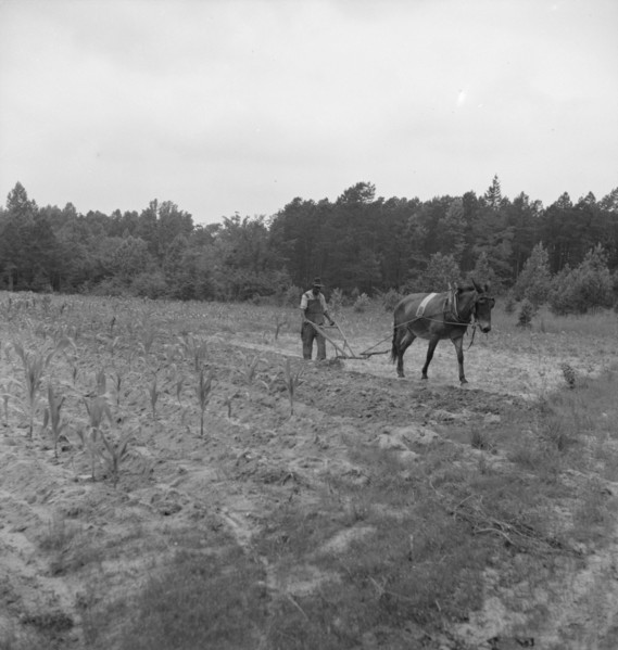 Possibly: Negro plowing corn, off Highway 144, Person County, North Carolina, 1939. Creator: Dorothea Lange.