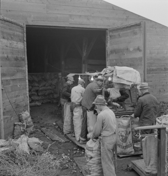 Grading potatoes, preparing for shipment..., ten miles south of Merrill, Oregon, 1939. Creator: Dorothea Lange.