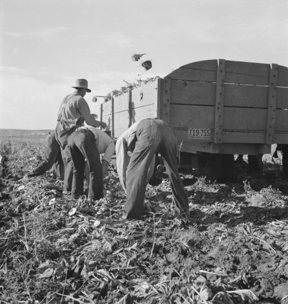 Loading truck in sugar beet field, near Ontario, Malheur County, Oregon, 1939. Creator: Dorothea Lange.