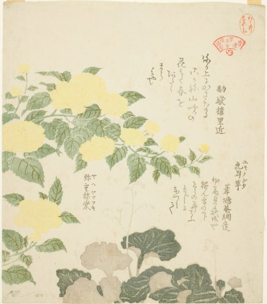 Yellow Roses (Yae yamabuki) and Creeping Saxifrages (Yukinoshita), from the series "Colle..., 1810s. Creator: Kubo Shunman.