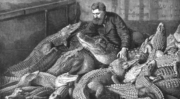 ''Mr M. Fernolet Feeding Crocodiles in a Menagerie, at Bone Algeria', 1888. Creator: Unknown.