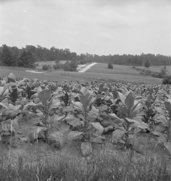 Possibly: Bright cigarette tobacco growing in..., near Upchurch, North Carolina, 1939. Creator: Dorothea Lange.