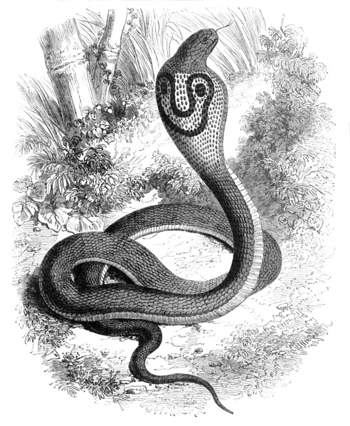 'The Cobra Di Capello', c1891. Creator: James Grant.
