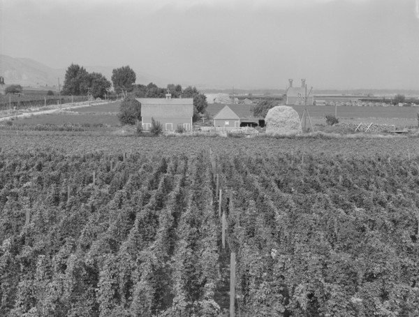 Looking down on hop yard on French-Canadian farm, Yakima Valley, Washington, 1939. Creator: Dorothea Lange.