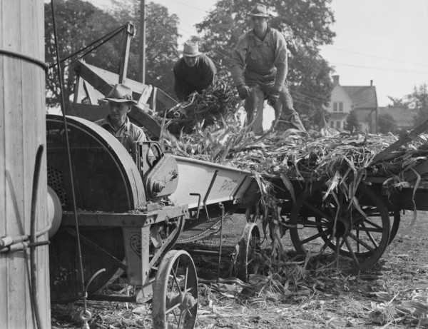 Cooperating farmers feeding corn from the wagon..., Yamhill County, Oregon, 1939. Creator: Dorothea Lange.