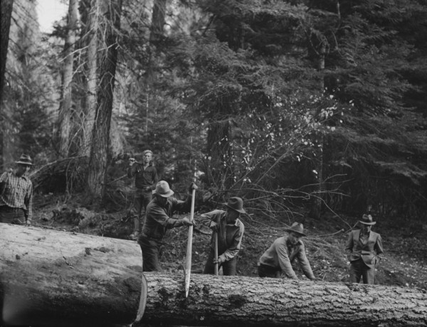 Members of Ola self-help sawmill co-op rolling white fir log..., Gem County, Idaho, 1939. Creator: Dorothea Lange.