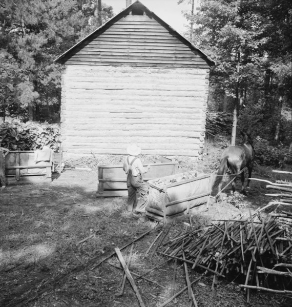 Possibly: Young son of tenant farmer gathering sticks..., Granville County, North Carolina, 1939. Creator: Dorothea Lange.