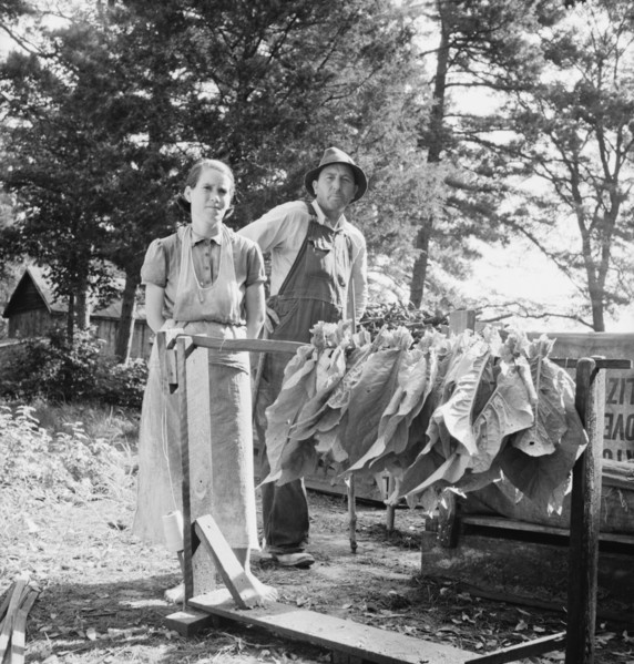 Possibly: Stringing tobacco, Granville County, North Carolina, 1939. Creator: Dorothea Lange.