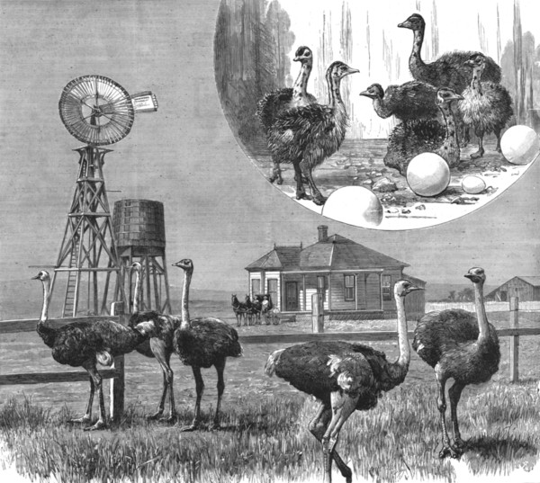 '' Ostrich Farm at Los Angeles, California', 1888. Creator: Unknown.
