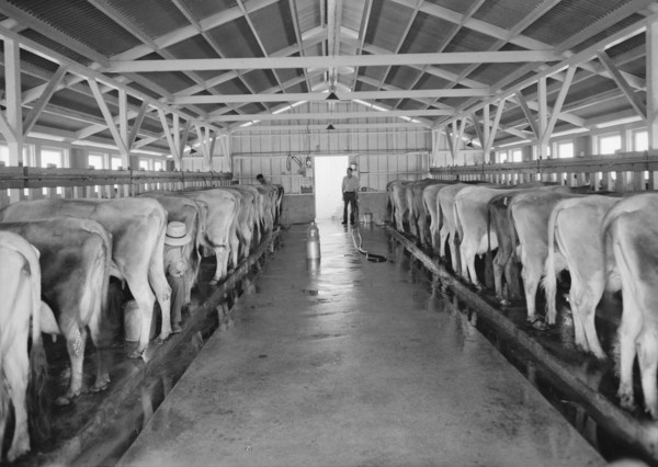 Mineral King Cooperative Association, FSA, Tulare County, California, 1939. Creator: Dorothea Lange.