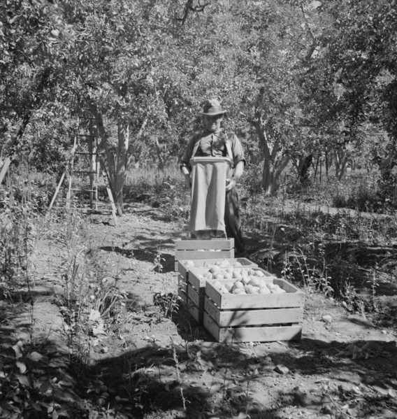 Possibly: Harvesting pears, Pleasant Hill Orchards, Yakima Valley, Washington, 1939. Creator: Dorothea Lange.