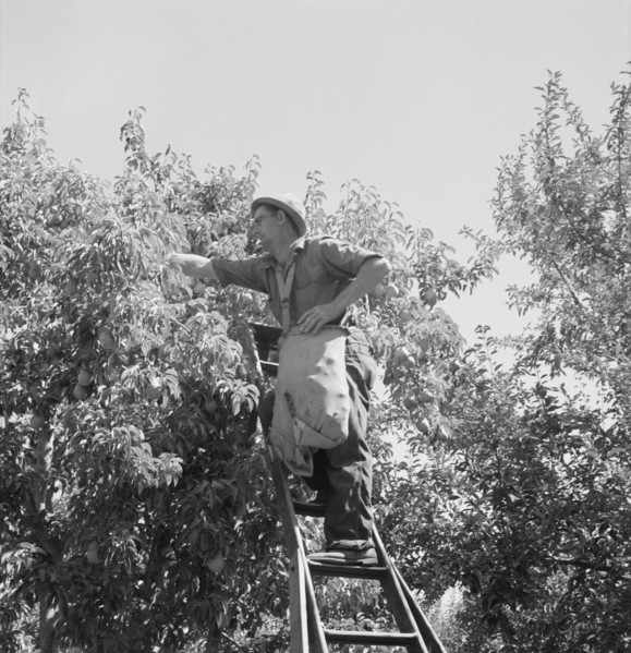 Possibly: Harvesting pears, Pleasant Hill Orchards, Yakima Valley, Washington, 1939. Creator: Dorothea Lange.